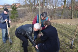 “Drzewo dla Polski” – akcja Ludowców, która ma zrekompensować wycinki